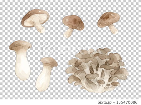 水彩菇插圖(杏鮑菇、香菇、舞茸) 水彩菇插圖(杏鮑菇、香菇、舞茸) 135470086