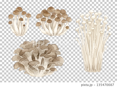 水彩菇插圖（白玉菇、舞茸、金針菇） 135470087