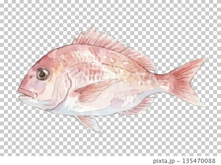 Watercolor style sea bream illustration 135470088