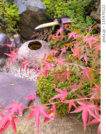 紅葉のある風景　紅葉の和風庭園 タイトル変更 135470122