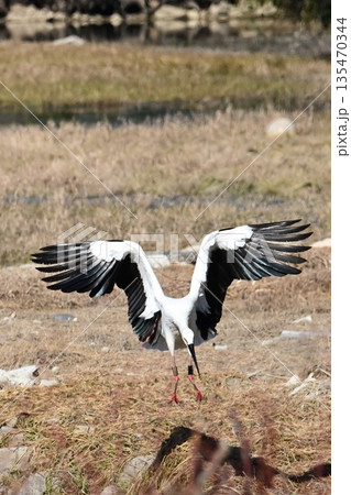 伊丹市昆陽池公園へ飛来「幸せを運ぶ鳥」コウノトリ 135470344