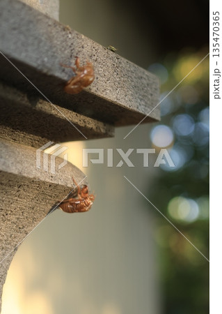 灯籠につかまる ふ化した蝉の抜け殻 夕暮れ 灯籠につかまる ふ化した蝉の抜け殻 夕暮れ 135470365