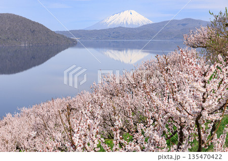 北海道壮瞥町、満開の梅に包まれた壮瞥公園から眺める羊蹄山と洞爺湖【5月】 135470422
