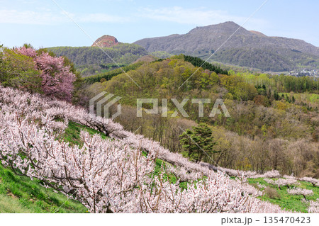 北海道壮瞥町、青空のもと咲き誇る壮瞥公園の梅と有珠山・昭和新山【5月】 135470423