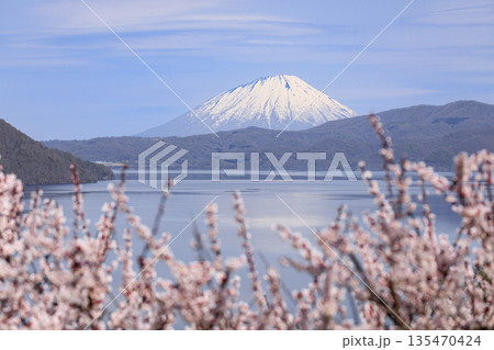 北海道壮瞥町、満開の梅に包まれた壮瞥公園から眺める羊蹄山と洞爺湖【5月】 北海道壮瞥町、満開の梅に包まれた壮瞥公園から眺める羊蹄山と洞爺湖【5月】 135470424