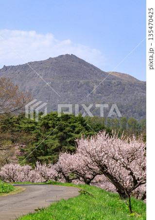 北海道壮瞥町、青空のもと咲き誇る壮瞥公園の梅と有珠山【5月】 135470425