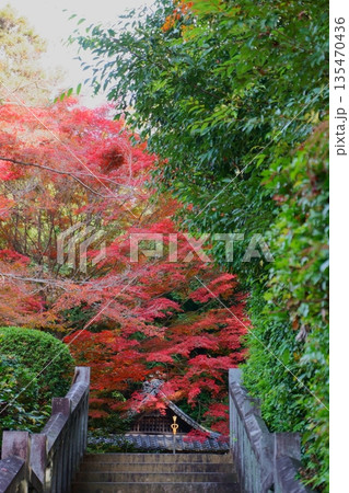 犬山寂光院 紅葉と馬鳴堂への階段 犬山寂光院 紅葉と馬鳴堂への階段 135470436