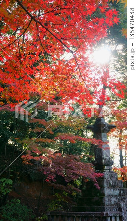 継鹿尾観音寂光院 紅葉に囲まれる宝塔 継鹿尾観音寂光院 紅葉に囲まれる宝塔 135470438