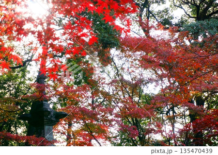 継鹿尾観音寂光院　紅葉と宝塔 135470439