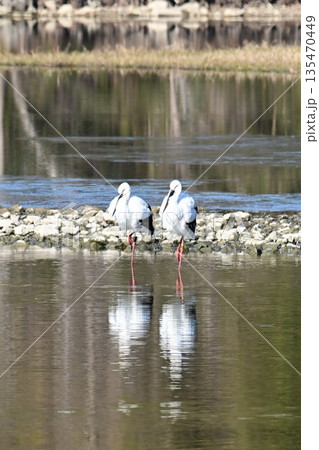 伊丹市昆陽池公園へ飛来「幸せを運ぶ鳥」コウノトリ 135470449