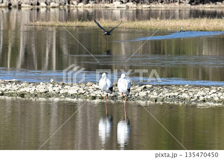 伊丹市昆陽池公園へ飛来「幸せを運ぶ鳥」コウノトリ 伊丹市昆陽池公園へ飛来「幸せを運ぶ鳥」コウノトリ 135470450