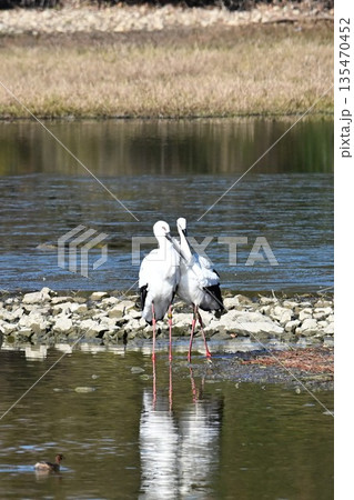 伊丹市昆陽池公園へ飛来「幸せを運ぶ鳥」コウノトリ 伊丹市昆陽池公園へ飛来「幸せを運ぶ鳥」コウノトリ 135470452