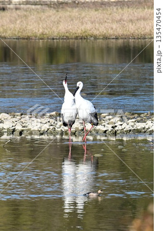 伊丹市昆陽池公園へ飛来「幸せを運ぶ鳥」コウノトリ 135470454