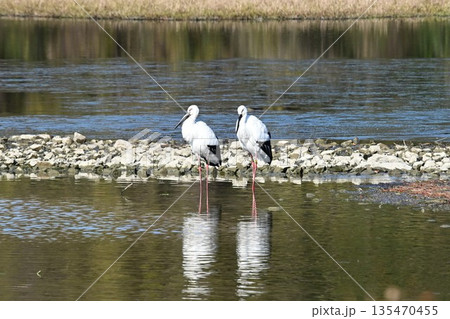 伊丹市昆陽池公園へ飛来「幸せを運ぶ鳥」コウノトリ 135470455