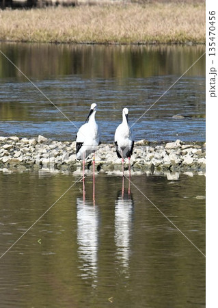 伊丹市昆陽池公園へ飛来「幸せを運ぶ鳥」コウノトリ 135470456