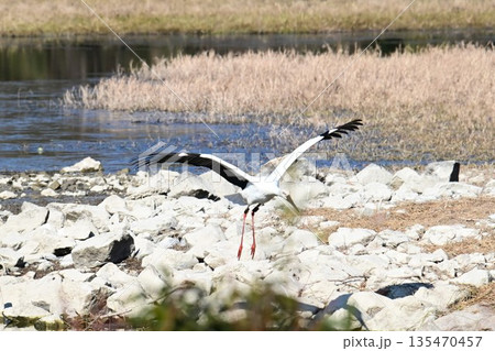 伊丹市昆陽池公園へ飛来「幸せを運ぶ鳥」コウノトリ 135470457