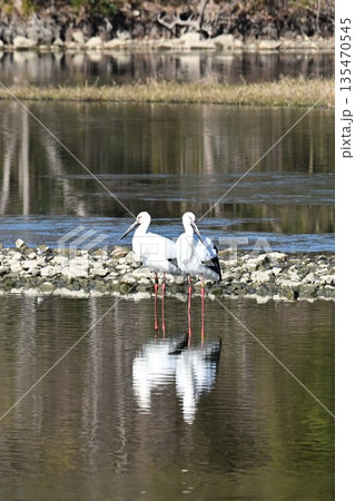 伊丹市昆陽池公園へ飛来「幸せを運ぶ鳥」コウノトリ 135470545