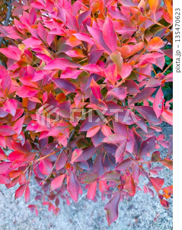 紅葉したドウダンツツジの葉 紅葉したドウダンツツジの葉 135470623