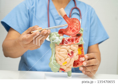 Digestive system with stomach and intestine, Asian doctor holding human anatomy model for study diagnosis and treatment in hospital. 135470655