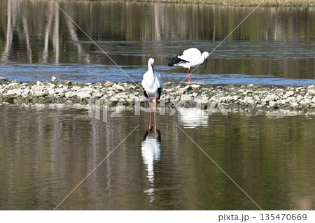 伊丹市昆陽池公園へ飛来「幸せを運ぶ鳥」コウノトリ 伊丹市昆陽池公園へ飛来「幸せを運ぶ鳥」コウノトリ 135470669