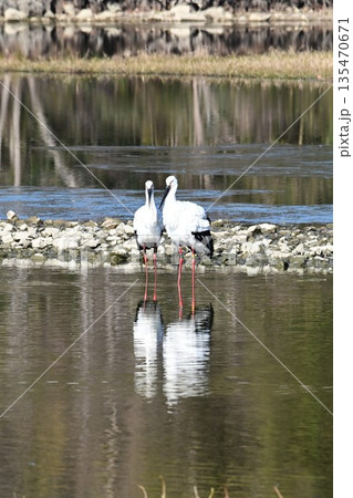 伊丹市昆陽池公園へ飛来「幸せを運ぶ鳥」コウノトリ 伊丹市昆陽池公園へ飛来「幸せを運ぶ鳥」コウノトリ 135470671