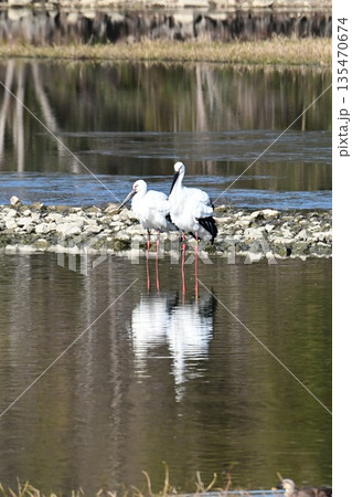 伊丹市昆陽池公園へ飛来「幸せを運ぶ鳥」コウノトリ 伊丹市昆陽池公園へ飛来「幸せを運ぶ鳥」コウノトリ 135470674