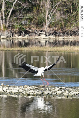 伊丹市昆陽池公園へ飛来「幸せを運ぶ鳥」コウノトリ 伊丹市昆陽池公園へ飛来「幸せを運ぶ鳥」コウノトリ 135470701