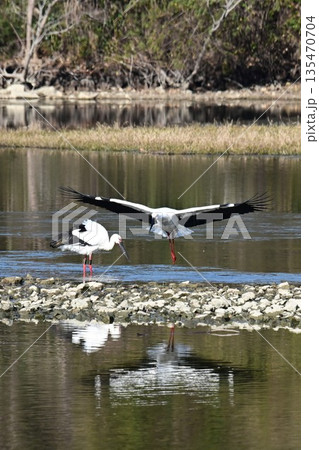 伊丹市昆陽池公園へ飛来「幸せを運ぶ鳥」コウノトリ 135470704