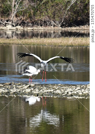 伊丹市昆陽池公園へ飛来「幸せを運ぶ鳥」コウノトリ 135470705