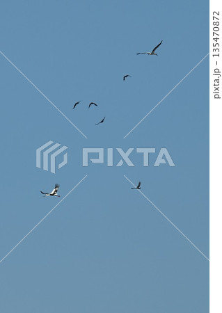 伊丹市昆陽池公園へ飛来「幸せを運ぶ鳥」コウノトリ 伊丹市昆陽池公園へ飛来「幸せを運ぶ鳥」コウノトリ 135470872