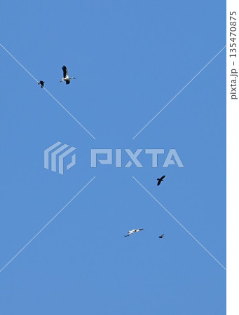 伊丹市昆陽池公園へ飛来「幸せを運ぶ鳥」コウノトリ 135470875