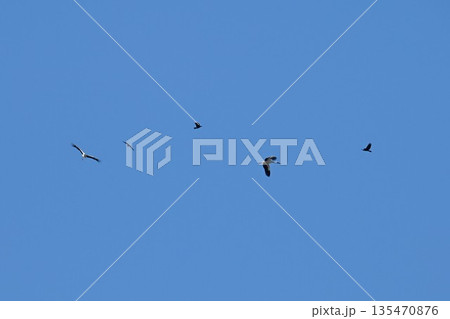 伊丹市昆陽池公園へ飛来「幸せを運ぶ鳥」コウノトリ 伊丹市昆陽池公園へ飛来「幸せを運ぶ鳥」コウノトリ 135470876