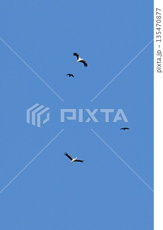 伊丹市昆陽池公園へ飛来「幸せを運ぶ鳥」コウノトリ 135470877