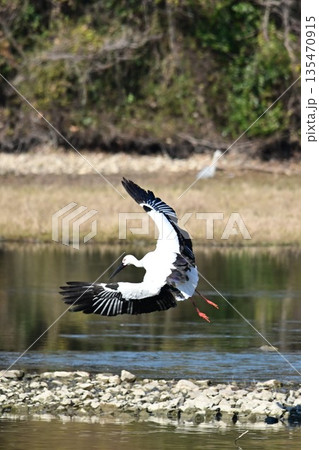 伊丹市昆陽池公園へ飛来「幸せを運ぶ鳥」コウノトリ 135470915