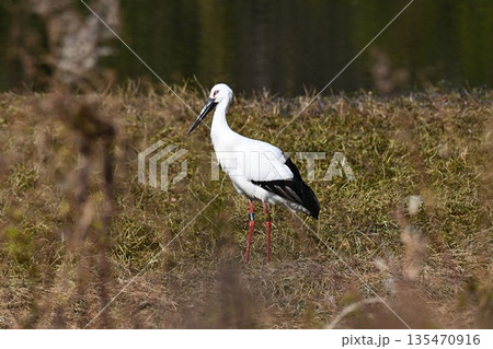 伊丹市昆陽池公園へ飛来「幸せを運ぶ鳥」コウノトリ 135470916