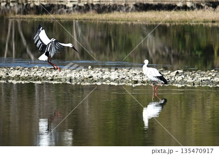 伊丹市昆陽池公園へ飛来「幸せを運ぶ鳥」コウノトリ 伊丹市昆陽池公園へ飛来「幸せを運ぶ鳥」コウノトリ 135470917