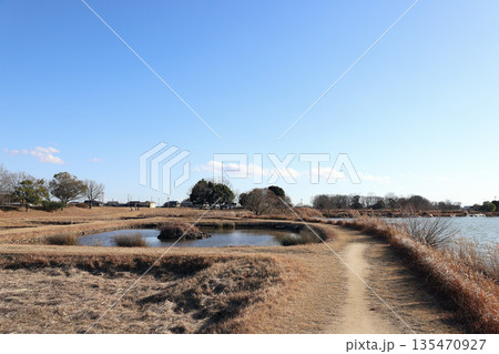 加古大池 水生植物園 風景（兵庫県 稲美町） 135470927