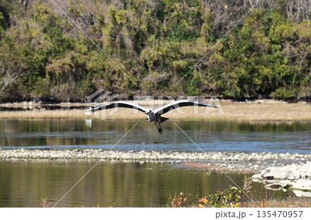 伊丹市昆陽池公園へ飛来「幸せを運ぶ鳥」コウノトリ 135470957