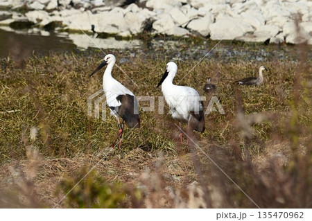 伊丹市昆陽池公園へ飛来「幸せを運ぶ鳥」コウノトリ 135470962