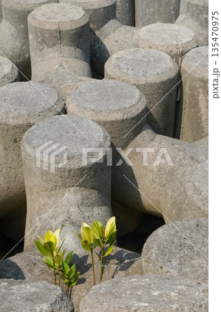 消波ブロックとヤエヤマヒルギの苗 消波ブロックとヤエヤマヒルギの苗 135470975