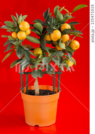 Calamondin bush on a red background Calamondin bush on a red background 135471019