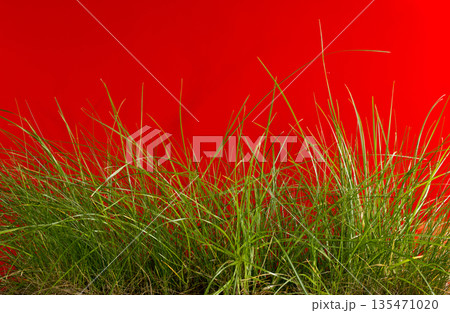 Green grass against a red background Green grass against a red background 135471020