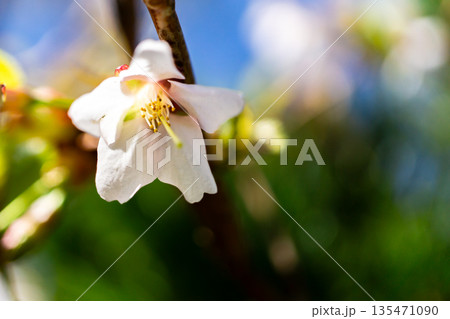 白山の室堂平に群生するカスミザクラ（霞桜）の花（別名：ケヤマザクラ（毛山桜））初夏の白山御前峰登山 135471090
