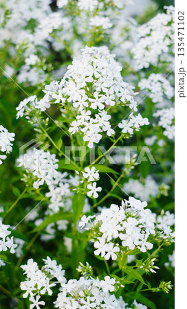 White garden phlox blooming in sunlight White garden phlox blooming in sunlight 135471102