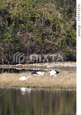 伊丹市昆陽池公園へ飛来「幸せを運ぶ鳥」コウノトリ 伊丹市昆陽池公園へ飛来「幸せを運ぶ鳥」コウノトリ 135471232
