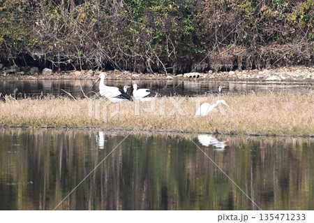 伊丹市昆陽池公園へ飛来「幸せを運ぶ鳥」コウノトリ 135471233