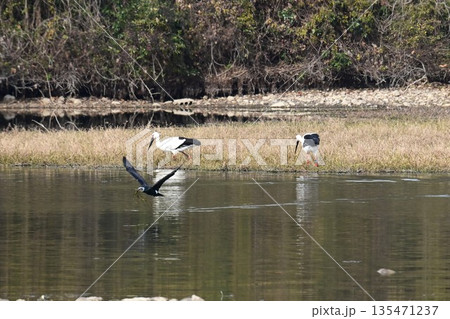 伊丹市昆陽池公園へ飛来「幸せを運ぶ鳥」コウノトリ 135471237