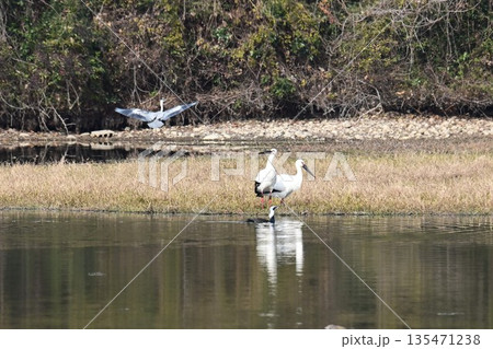 伊丹市昆陽池公園へ飛来「幸せを運ぶ鳥」コウノトリ 135471238