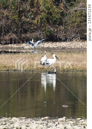 伊丹市昆陽池公園へ飛来「幸せを運ぶ鳥」コウノトリ 135471239