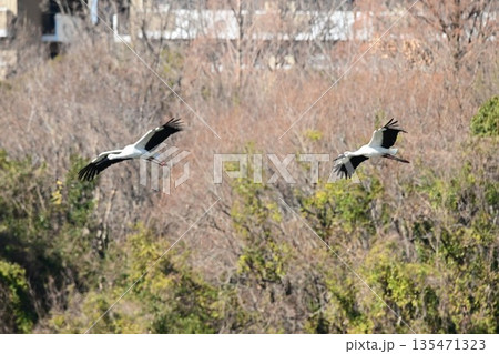 伊丹市昆陽池公園へ飛来「幸せを運ぶ鳥」コウノトリ 135471323